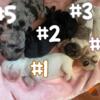 5 American Cocker Spaniel Puppies!