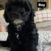 CKC Toy Schnoodle Puppies