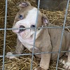 Olde English Bulldogge Babies looking for a Furever Home.