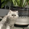 Silver Persian kittens
