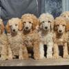 Akc Standard Poodle Puppies