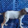 For sale American bully tri color