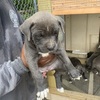 Looking for Homes for these beautiful puppies