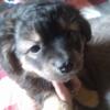 Precious small Yorkie Shihtzu mix puppies