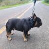 French Bulldog OPEN FOR STUD