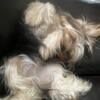 Yorkie Terrier Puppy Rehoming Price $950