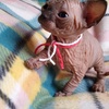 We have Hairless Sphynx kittens Available TICA 1st shots Health guarantee
