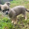 Registered Chihuahua boy looking for home
