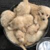 Pyredoodle Puppies $500