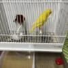Canaries For Sale