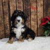 TINA TRI F1 MINI BERNEDOODLE READY FOR FOREVER HOME TODAY