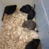 Male Degus assorted colors (read before responding)