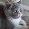 NEW Elite British kitten from Europe with excellent pedigree, female. NOV Nicole