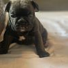French bulldogs puppies