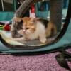Adorable Calico Female Shorthair Persian Kitten.
