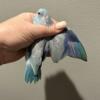 Parrotlet babies all friendly