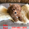Toy Male Poodles Red