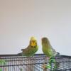 English Budgie Pair for sale
