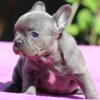 Lolly French Bulldog female puppy for sale. $2,300
