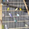 Parakeets all colors
