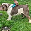 Beautiful thick compact AKC lilac tri male English Bulldog for stud only