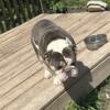 English bulldogs looking for homes