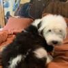 Male Old English Sheepdog puppies