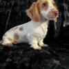 TOMMY. AKC, Miniature longhair, cream and white piebald male Dachshund puppy
