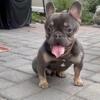 French bulldog stud for sale