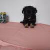 Long coated black brown tri boy adorable sweet boy ready for mothers day