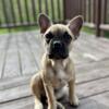 Male Frenchton 5 months