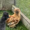 Silkie Chicks and a few adults