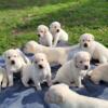 English White Lab puppies