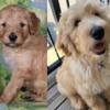 Apricot & Parti F1B Goldendoodle Puppies Born May 17! Health-Tested Parents! Mini Size!