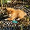 SuzyQ Precious Pups Milo