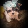 YORKIES AVAILABLE *TEACUP -POTTY TRAINED-HEALTH CERTIFICATE & GUARANTEE*