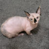 Bambino female cat bicolor for sale