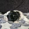 Registered Health Tested Shih Tzu Puppies