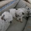 Himalayan-Persian- Kittens born 2/1/24 4 rare Himalayan blue points and One white Flame point kittens.