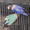 Lovebird bonded pair 1