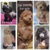 toy poodles for adoption