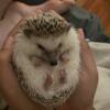 Female hedgehog FOR SALE