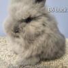 Lionhead rabbits for sale
