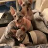 Canadian Sphynx 2 sweet muffin boys Miracle and Zorro. Born Fixed