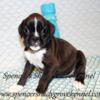 AKC registered Boxer puppies available from Spencer's Shady Grove Kennel in Cabool Missouri