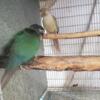 Conures for rehoming