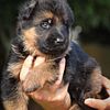 Champion Bloodline German Shepherd Puppies