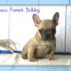 Rosco Male AKC French Bulldog