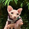 Little Sphynx / Bambino male available for sale !
