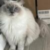 Retired Ragdoll Queen Blue colorpoint